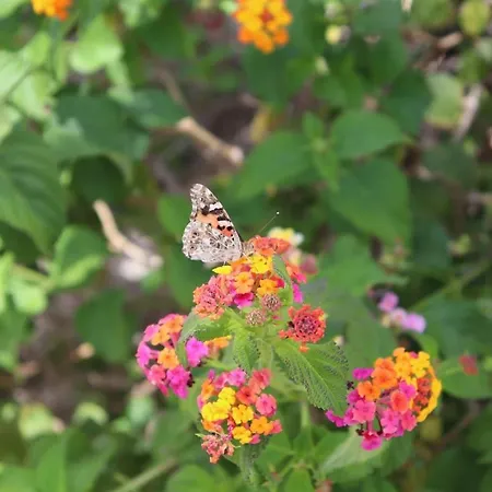 Lucya El Campello